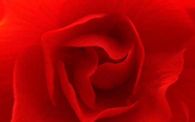 Beautiful Red Rose HD Wallpaper Image For Your PC Desktop \u2013 Wallsev.com 