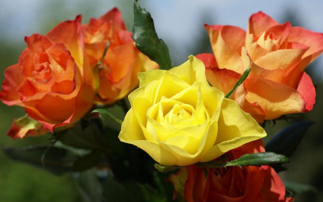 Desktop Inspiratoin: Beautiful Rose Flower Wallpaper