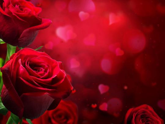 Beautiful Red Roses Love Hd Wallpaper
