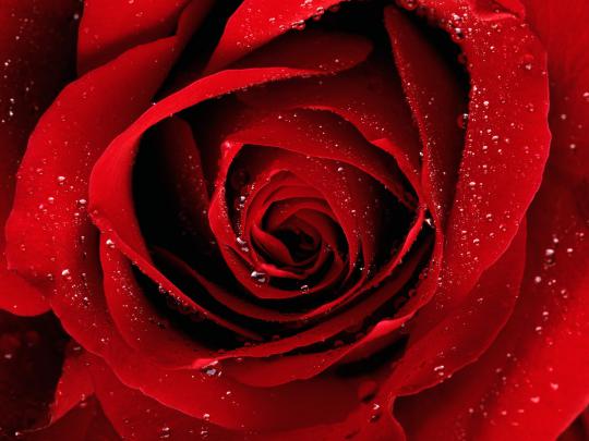 Beautiful Red Flowers Wallpapers - Latest News
