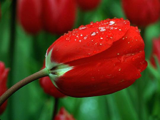 Beautiful Red Rose For Love | Awesome wallpapers