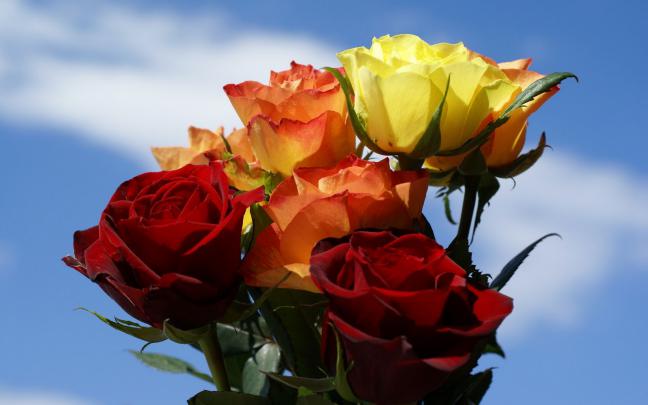 Desktop Inspiratoin: Beautiful Rose Flower Wallpaper