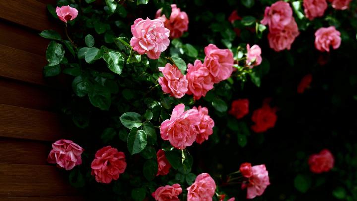 Red Rose Desktop Backgrounds Wallpaper HD