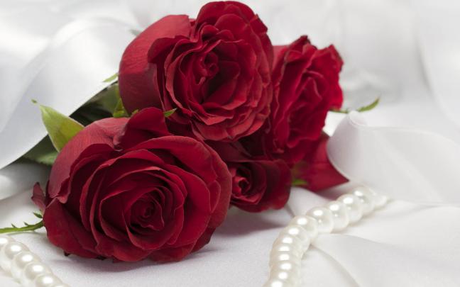 wallpaper: Red Rose Wallpapers