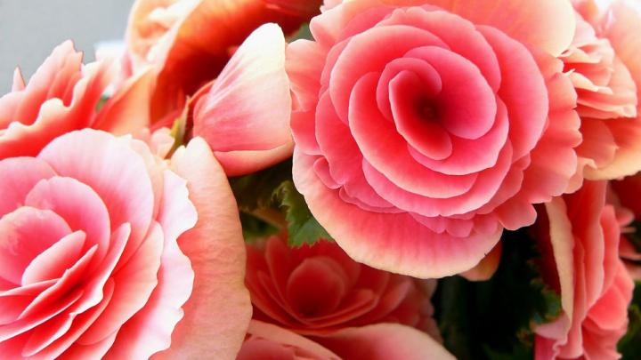 Red Roses Beautiful Love Wallpaper | Love Wallpapers | Romantic 