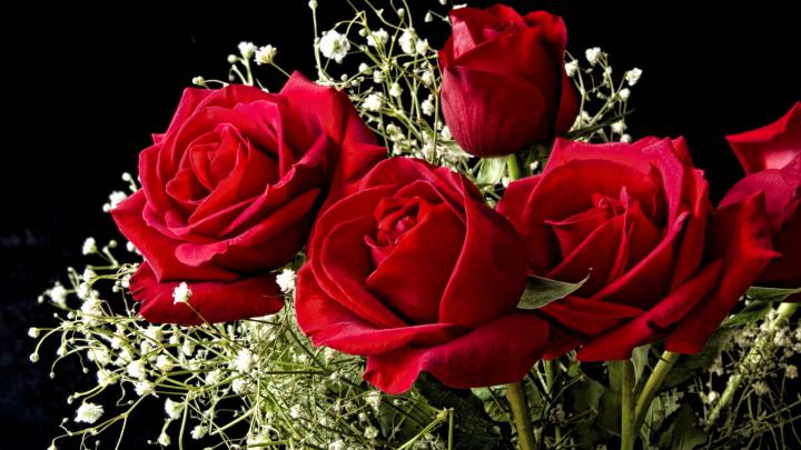 Red Rose Desktop Backgrounds Wallpaper HD