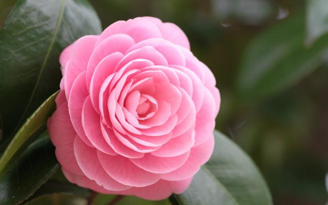 Roses Wallpaper for Desktop \u00b7\u2460 