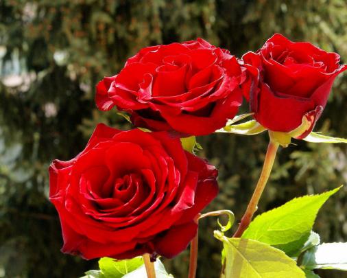 Beautiful Red Roses Wallpaper | HD Wallpaper Background