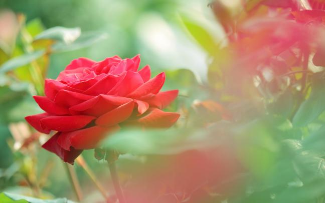 Single Red Rose Flowers - Flower HD Wallpapers, Images, PIctures 