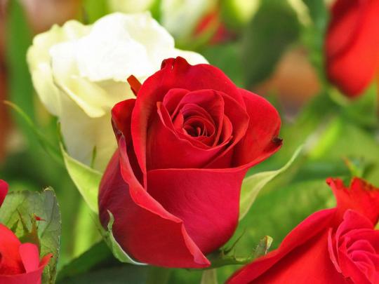 Cool High Quality Pix: Full Screen Latest 50 Most Romantic Red Roses 