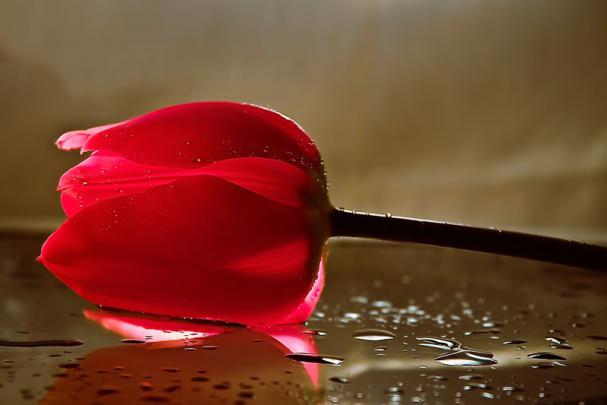 Flower Wallpapers | Flower Pictures | Red Rose | Flowers Gifts 