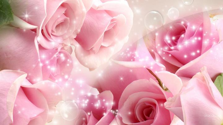 Beautiful Pink Roses Wallpapers For Desktop