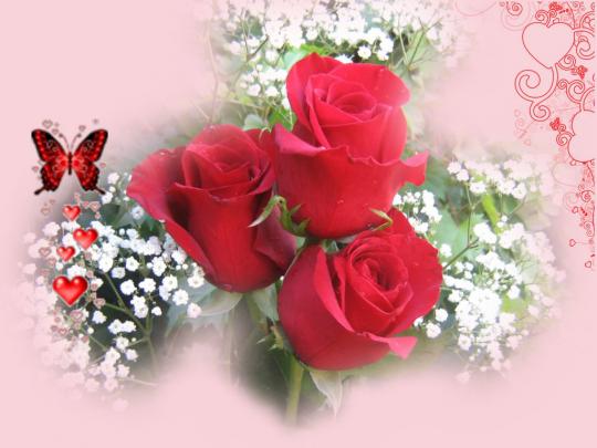 Lovely Red Rose Flowers Wallpapers - Entertainment Only