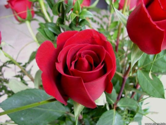 Beautiful flower wallpaper Rose Photos Images free for Desktop