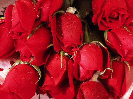 Cool High Quality Pix: Full Screen Latest 50 Most Romantic Red Roses 