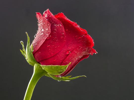 Beautiful Rose HD Wallpapers and Images - 123glitz