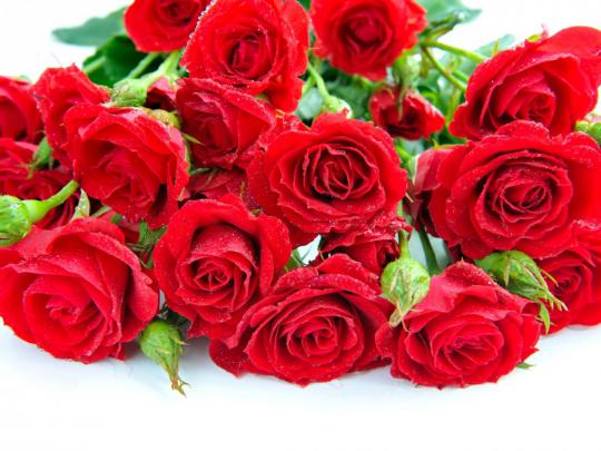 Beautiful Red Roses Wide Wallpaper 5910