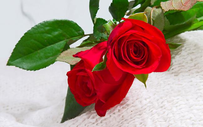 Red Rose Flower - Flower HD Wallpapers, Images, PIctures, Tattoos and 