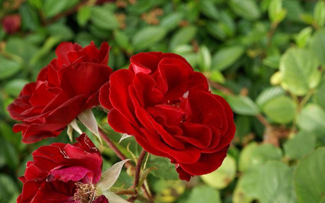 Rose Flower Wallpaper HD