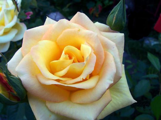 Flower Wallpapers | Flower Pictures | Red Rose | Flowers Gifts: Yellow 