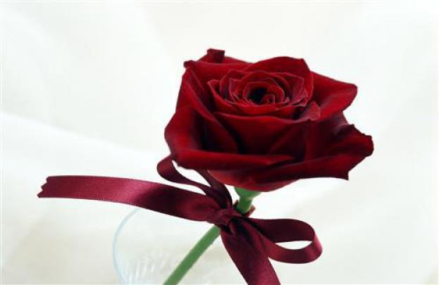 Beautiful Red Rose with Rebin HD Laptop Background Wallpaper | HD 