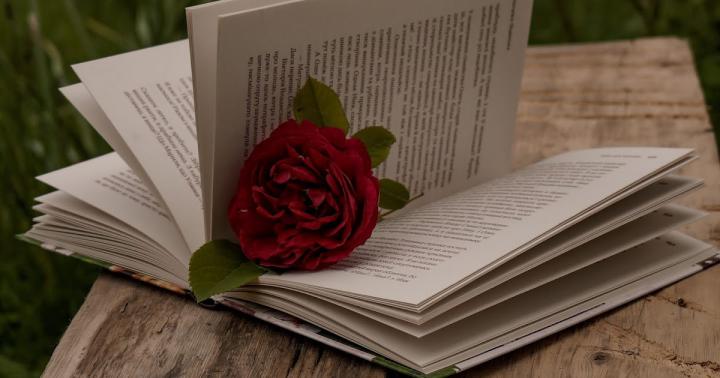 Beautiful Red Rose Flower Over Open Book - Wallscorn