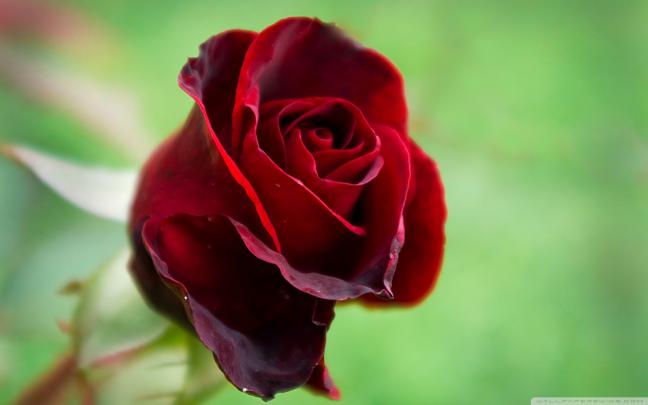 Beautiful Red Rose Flowers Wallpapers - Entertainment Only
