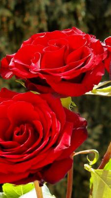 Beautiful Red Roses Wallpaper | HD Wallpaper Background