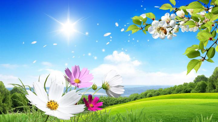 Summer Desktop Wallpaper Background HD