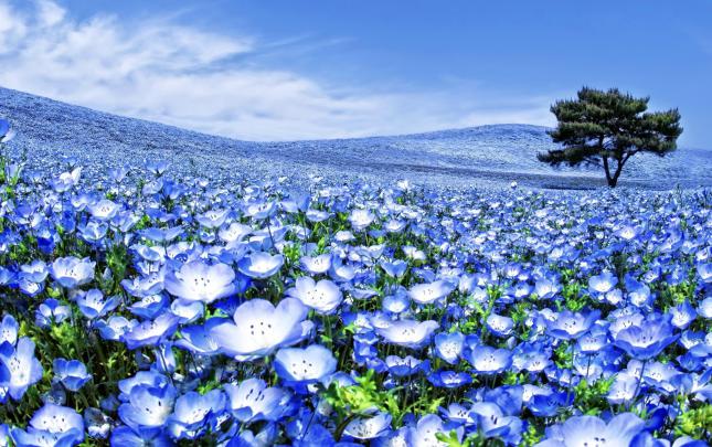 Beautiful Summer Flowers Wallpaper Photo - Summer Flower (#2085136 