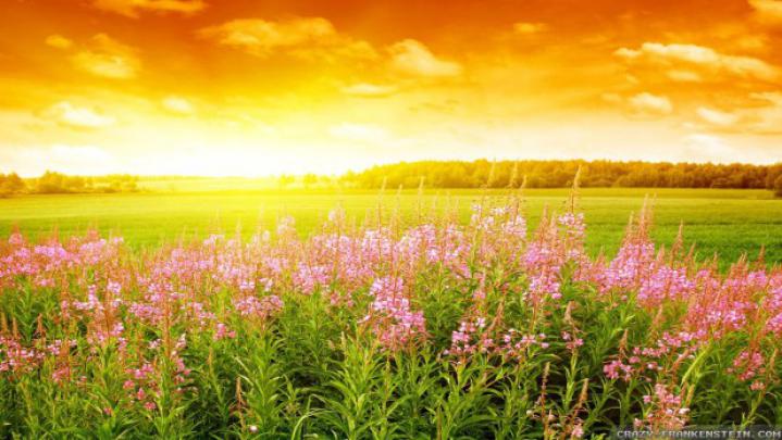Beautiful Summer Wallpapers \u0026 HD Images 2017 free download