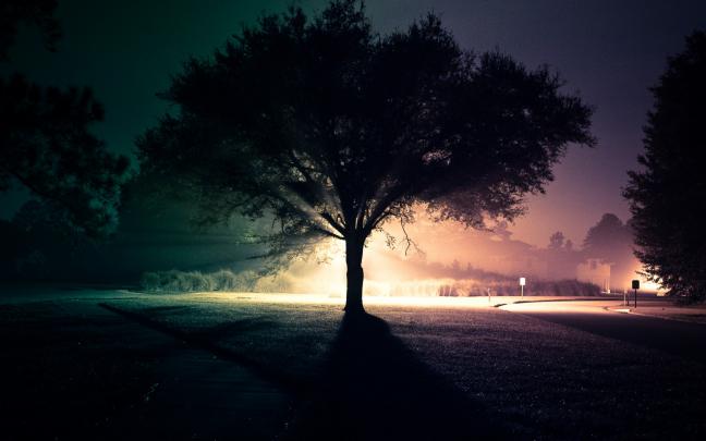 Beautiful Summer 2012 - evening lonely tree Wallpapers - HD Wallpapers 