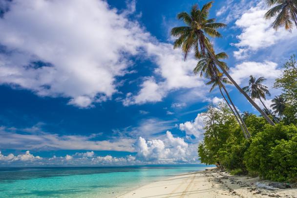 beach, Shrubs, Palm, Trees, Island, Paradise, Clouds, Tropical 