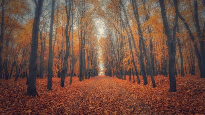 Beautiful Nature Wallpaper Big Size #17 with Autumn Forest Picture in 