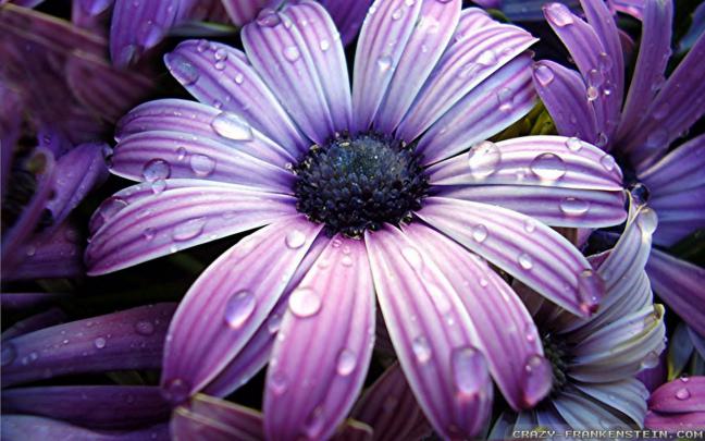Download Big Size Wallpapers Of Flowers Gallery