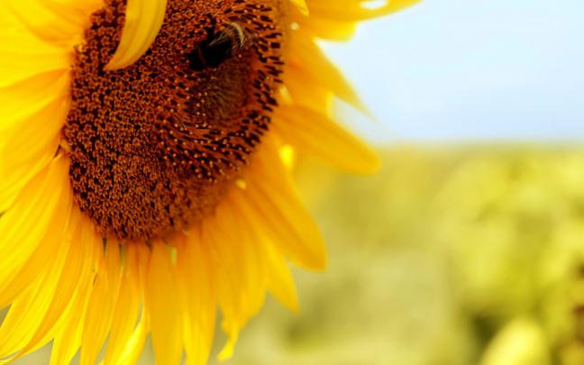 Beautiful Sunflower Macro Wallpapers HD \/ Desktop and Mobile Backgrounds