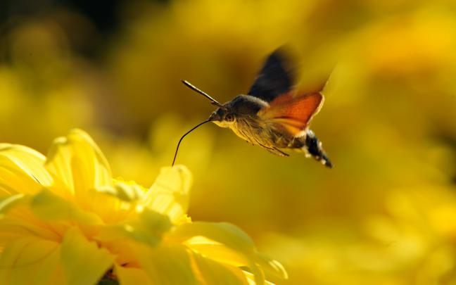 LATEST WALLPAPERS: Flowers Wallpapers, Flowers Animated Wallpaper 