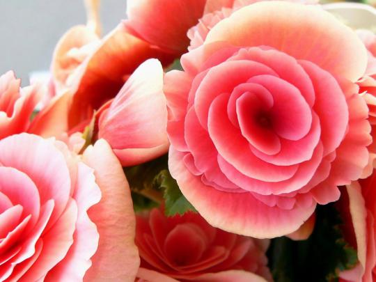 Pink Roses Wallpaper Desktop Hd Beautiful Pink Roses Flowers Wallpaper 