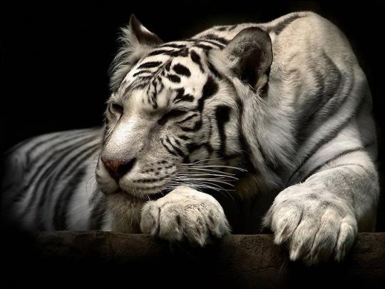 Best Desktop Wallpapers Ever : 4k Wallpapers For Desktop 6 Sites To 