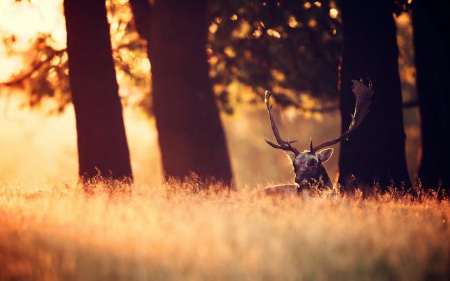 Deer Wallpapers