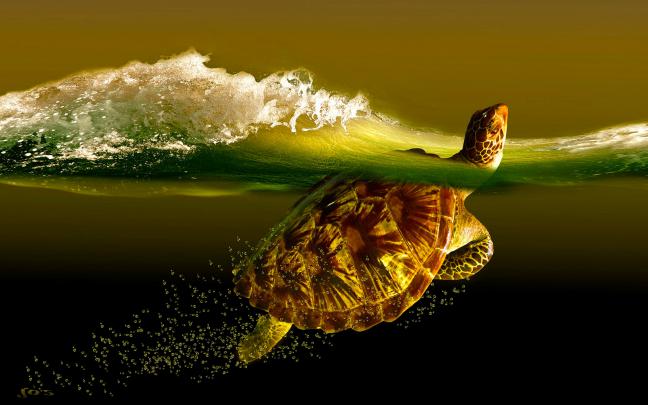 Best 38+ Turtle Desktop Backgrounds on HipWallpaper | Cute Turtle 