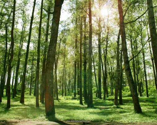 [47+] 3D Forest Wallpaper 
