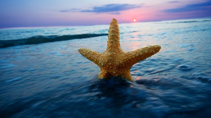 Starfish Backgrounds -