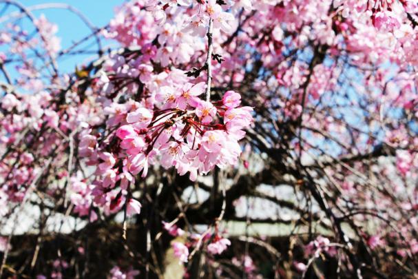 [46+] Apple Blossom Wallpaper Screensavers 