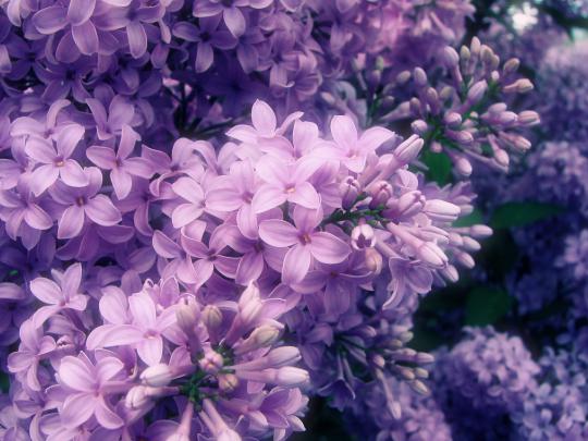 Lilac Flowers Wallpaper -