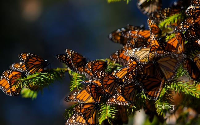 Bing Wallpapers HD