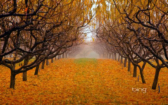 Bing wallpaper pack 1920x1200 - week 38 | HD Wallpapers