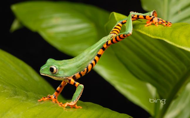 Bing Best Wallpapers