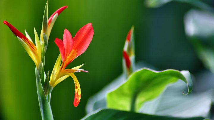 Beautiful flowers-November 2015 Bing Wallpaper Preview | 10wallpaper.com