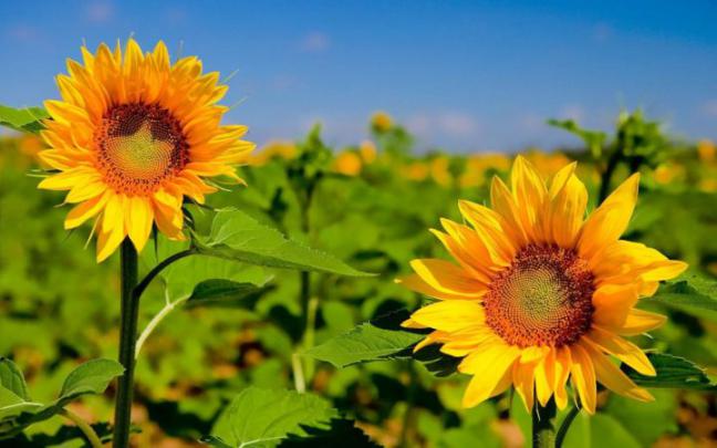Bing Wallpaper refreshes your desktop every day